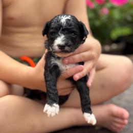 Phillip - Black and white male Sheepadoodle puppy in Wharton, Texas from Little Fur Friends