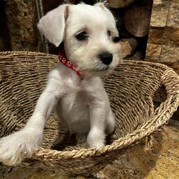 Boy 1 - White male Miniature Schnauzer puppy in Bloomington, California from Mini Beard Buster Kennel
