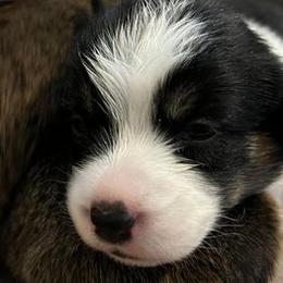 Pembroke Welsh Corgis from Bourbon Corgis