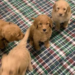 Goldendoodle Puppies from Bear Ridge Doodles
