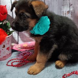 TURQUOISE - Black and red female German Shepherd puppy in Gustavus, Ohio from Cross Kreek Kennels