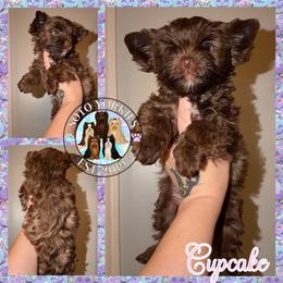 Cupcake - Liver female Yorkshire Terrier puppy in London, Kentucky from Soto Yorkies