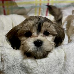 Charlie - Red sable male Havanese puppy in Dallas/Fort Worth, Texas from Sweet Feats Havanese