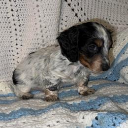 Boy 3 - Piebald male Dachshund puppy in Laurel, Mississippi from BB's Dotsies