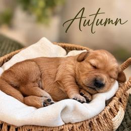 Autumn - Golden female Golden Retriever puppy in San Bernardino, California from Thegoldendreams1