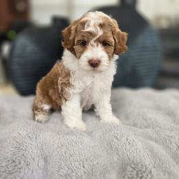 Light Blue collar - Red  male Goldendoodle puppy in Somerville, Alabama from Southern Enchanted Doodles