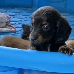 Dachshund Puppies from L & A Dachshunds