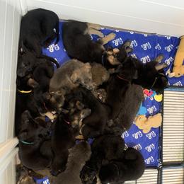 German Shepherd Puppies from Devon Rugerio's German Shepherds