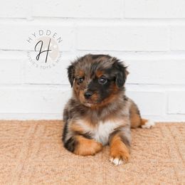 Miniature American Shepherd, Miniature Australian Shepherd, and Toy Australian Shepherd Puppies from Hydden Aussies