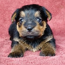 Black and Tan Collar Female - Red female Norfolk Terrier puppy in Bristol, Tennessee from Holston Hollow Farm