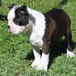 Bongo video available ready to go vet checked - Black brindle and white male Boston Terrier puppy in Brooksville, Florida from I Love Pups