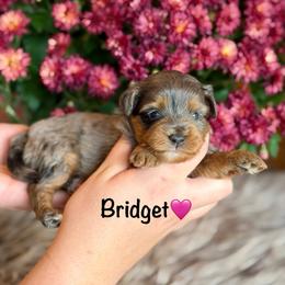 Bridget - Blue merle female Aussiedoodle puppy in Lancaster, Minnesota from Finney Ranch