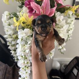 Girl 1 - Blue and gold female Yorkshire Terrier puppy in North Carolina from Many Minnie Yorkies