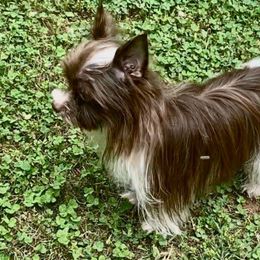 Maverick - Yorkshire Terrier