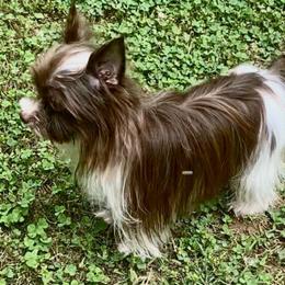 Maverick - Yorkshire Terrier