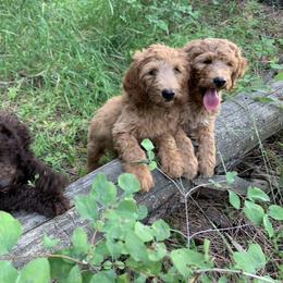 Aussiedoodle, Double Doodle, Goldendoodle, and Labradoodle Puppies from Doodle Paw Ranch