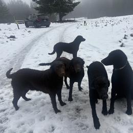 Curly-Coated Retriever All Grown Up from Tephra Curly Coated Retrievers