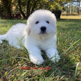 Great Pyrenees Puppies from Sweet Land of Liberty