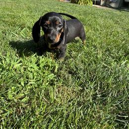 Dachshund puppies from Jae’s Puppy House