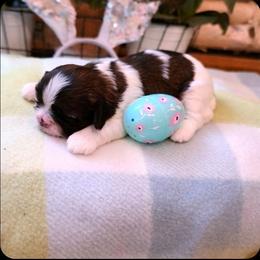 Huckleberry(Huck) - Red and white male Shih Tzu puppy in North Carolina from WillowCreek Mountain View Shih Tzu