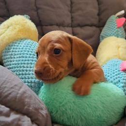Peanut - Red female Dachshund puppy in Upland, California from The Puppy Cottage