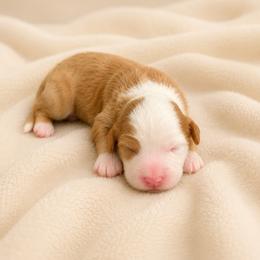 Clover - Red female Bernedoodle puppy in Temecula, California from Country Hills Doodles