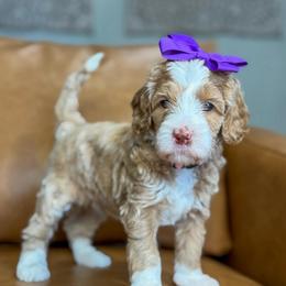 Latte - Caramel female Labradoodle puppy in Clovis, California from Delta Doodless