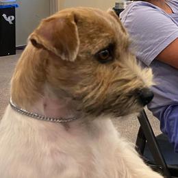 Evie - Russell Terrier