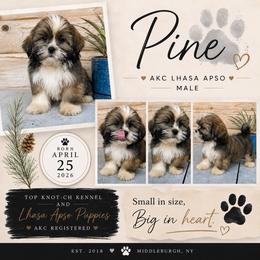 Pine - Brown male Lhasa Apso puppy in Middleburgh, New York from Top Knotch