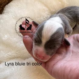 Lyra - Blue female Pembroke Welsh Corgi puppy in Casper, Wyoming from Flying Note Shorties