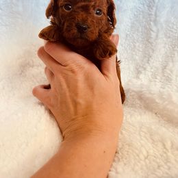 Boy 2 - Red  Poodle puppy in Marietta, Georgia from Toy Poodles by Iryna
