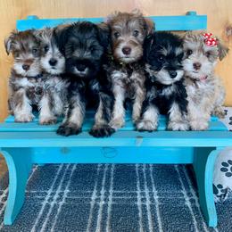 Miniature Schnauzer Puppies from Schnauzers on Robinson Lane
