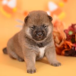 Allen -FULL AKC REGISTRATION- - Red male Shiba Inu puppy in Neosho, Missouri from Kenny Cave K9s