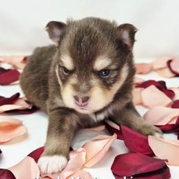 Porthos - Chocolate male Pomsky puppy in Christiana, Tennessee from Smoky Mountain Pomskies