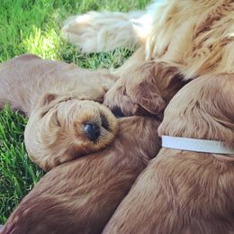 Goldendoodle Puppies from JD GoldenDoodles