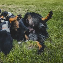 Australian Shepherd Puppies from Rana's Australian Shepherds