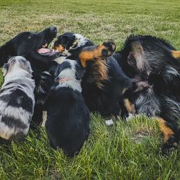 Australian Shepherd Puppies from Rana's Australian Shepherds