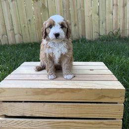 Grant (Green) - Yellow and white male Bernedoodle puppy in Casper, Wyoming from 307 Doodles