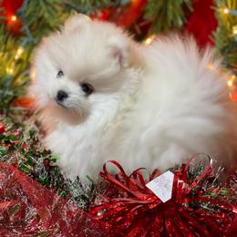 Angel - White female Pomeranian puppy in Titus, Alabama from Harmony Pomeranians