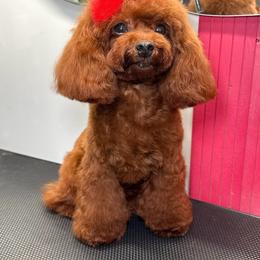 Lumi - Poodle