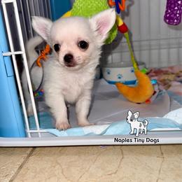 Cadbury 3,500 - White male Chihuahua puppy in Naples, Florida from Naples Tiny Dogs