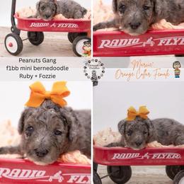 Orange Collar - Marcie - Chocolate merle female Bernedoodle puppy in Lexington, North Carolina from Deborah’s Doodles