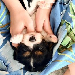 Peppercioni - Tri-color male Cavalier King Charles Spaniel puppy in De Soto, Missouri from Blooming Cavaliers
