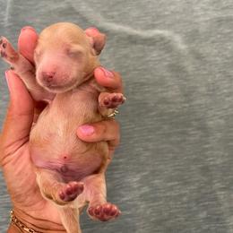 Biscuit - Apricot male Yorkipoo puppy in Stafford, Virginia from Morris Doodles Virginia