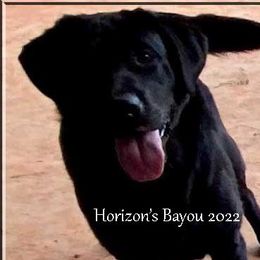 BAYOU - Labrador Retriever
