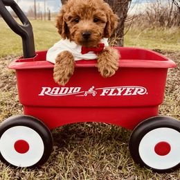 Goldendoodle Puppies from 406Doodles