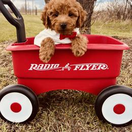Goldendoodle Puppies from 406Doodles