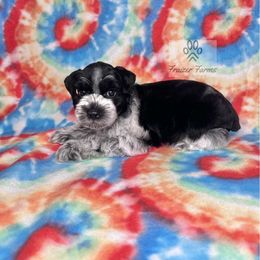 Gabby - Parti female Miniature Schnauzer puppy in Happyland, Oklahoma from Fraizer Farms