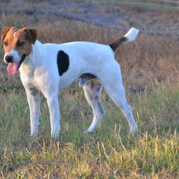 Royce - Jack Russell Terrier