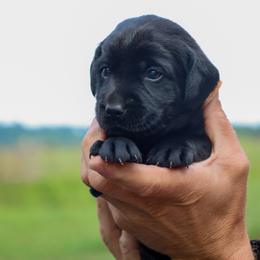 Brown Boy - Black male Labrador Retriever puppy in Linville, Virginia from Virginia Labradors
